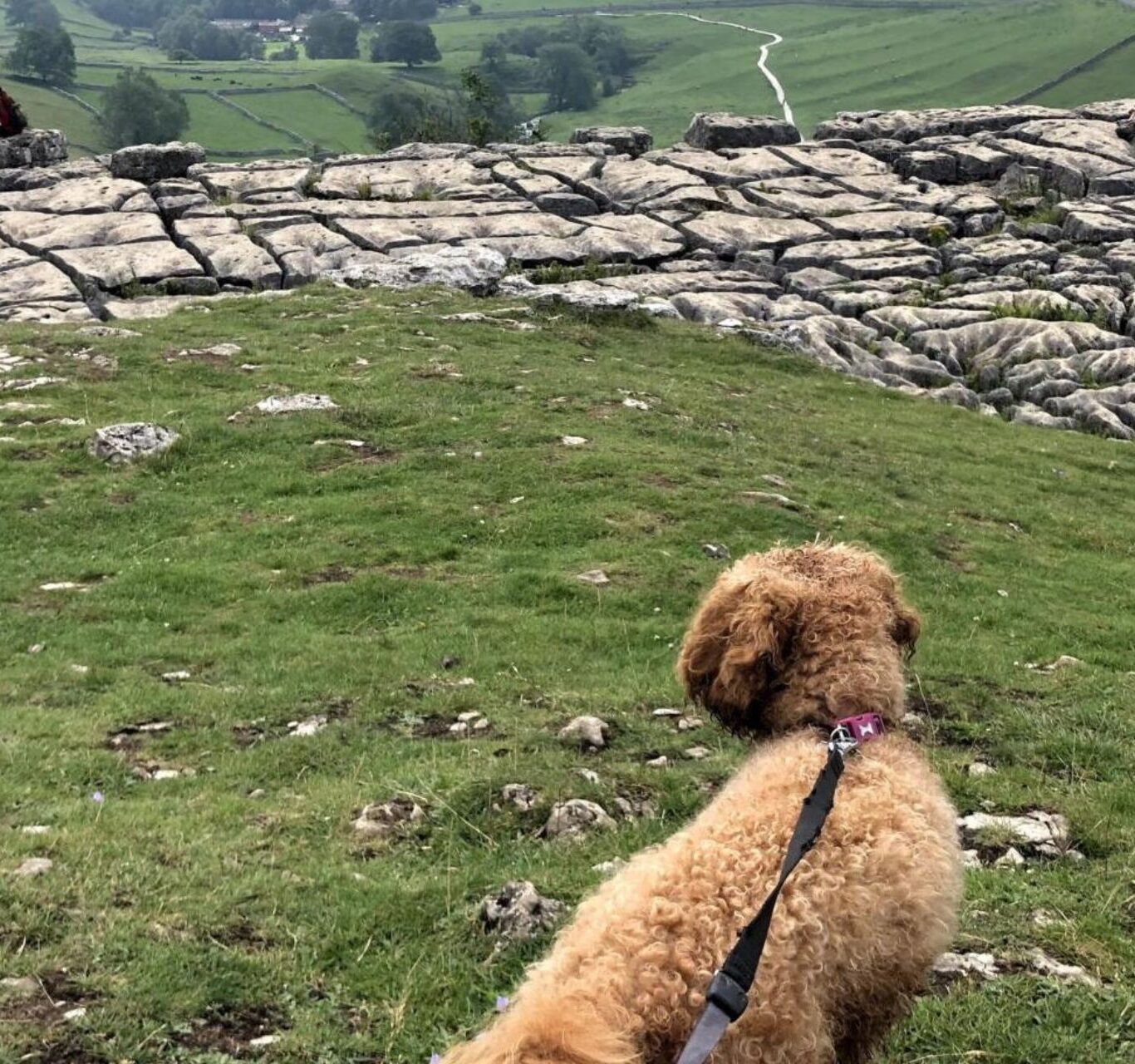 Skipton Dog Friendly (1920×1280)