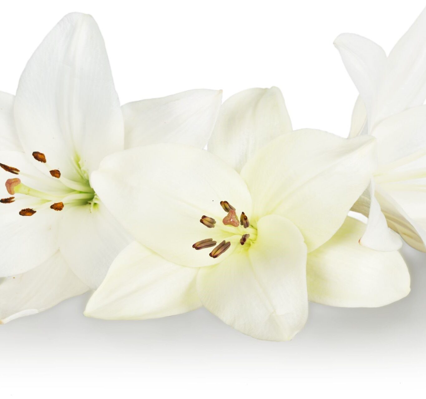Lily